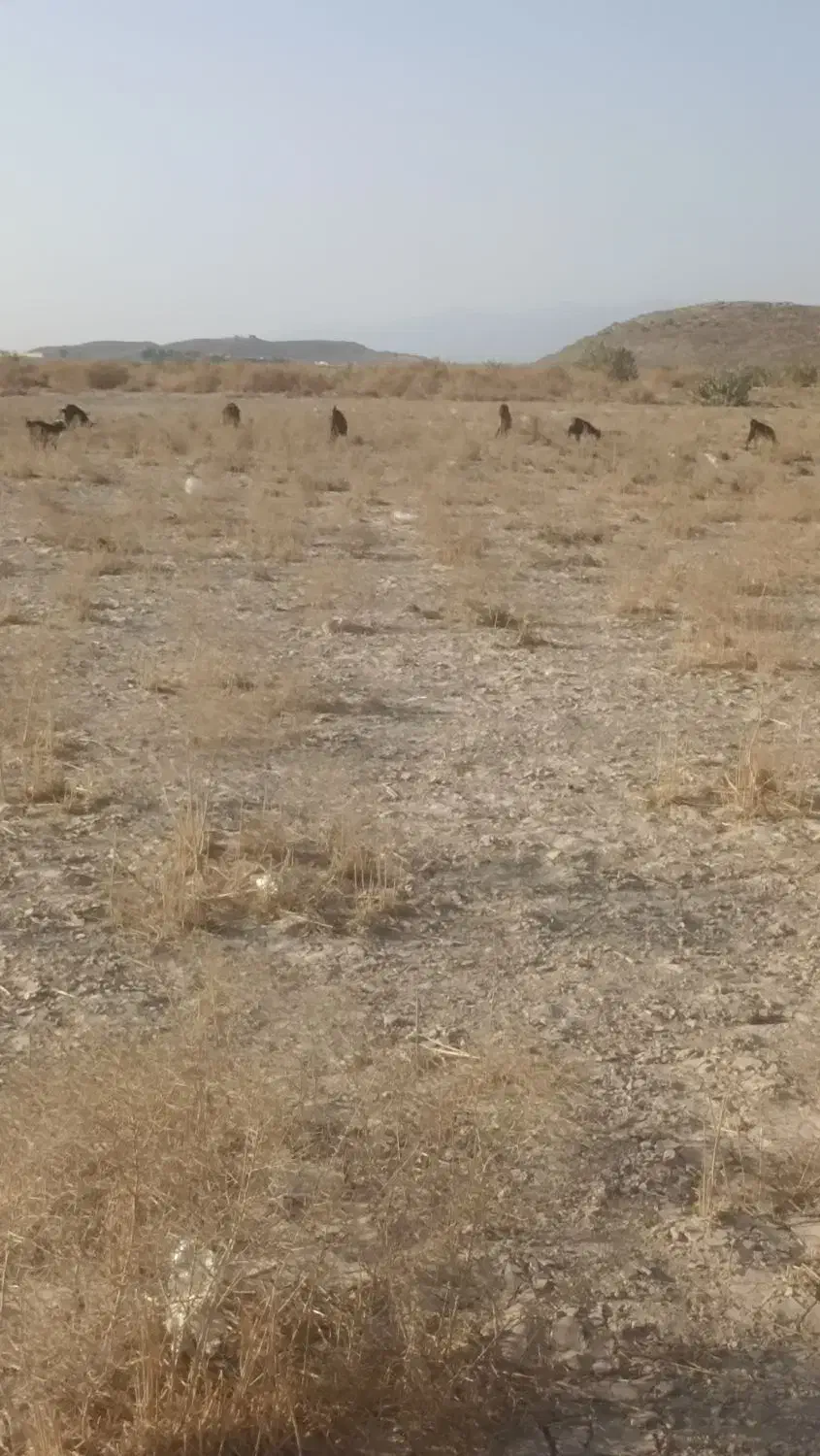 گوسفند فروشی|حیوانات مزرعه|سراوان, |دیوار