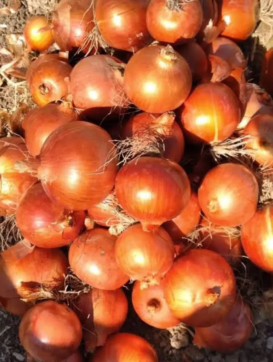 پیاز زرد|حراج|قوچان, |دیوار