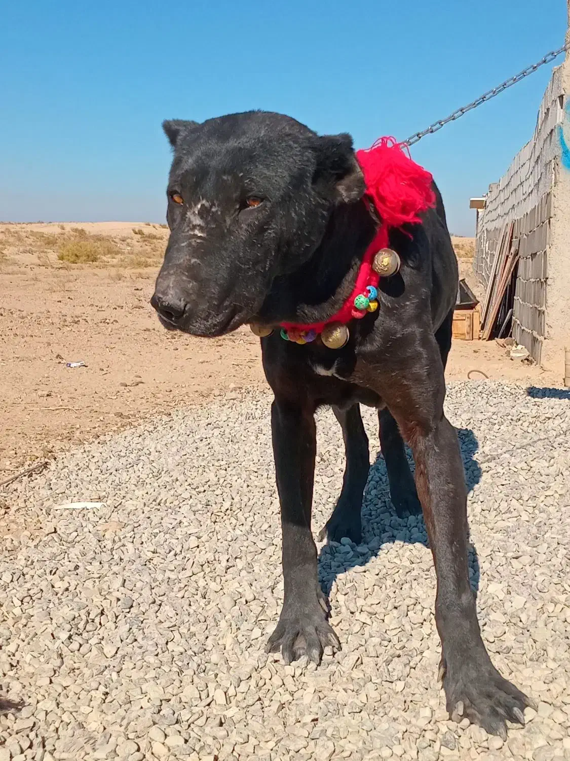 توله نر سرابی|سگ|جوادآباد, |دیوار