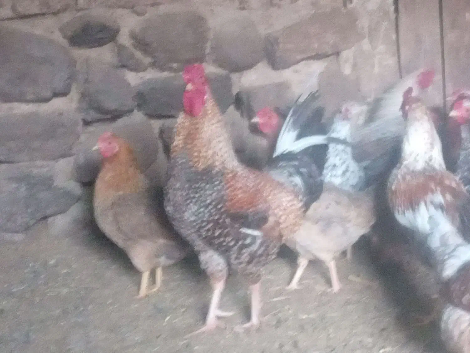 خروس محلی مفت|حیوانات مزرعه|سربیشه, |دیوار