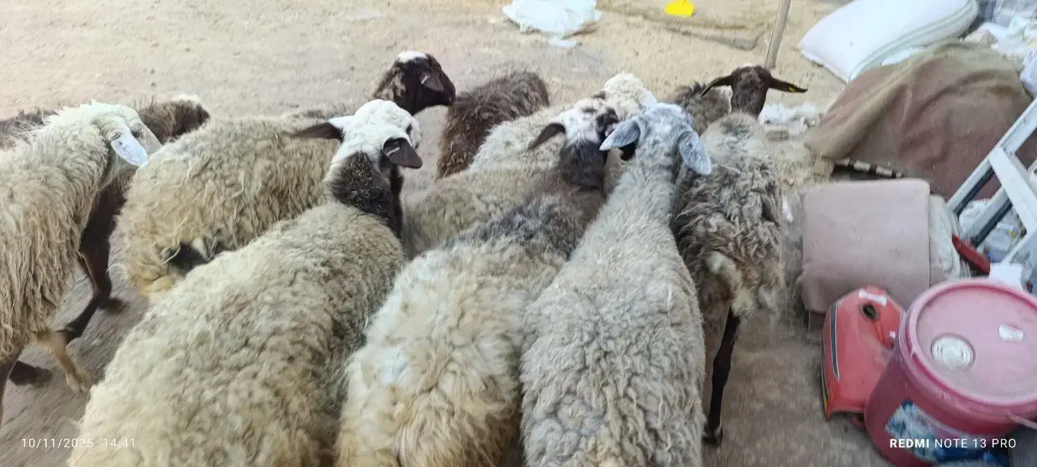 12 راس گوسفند جوان و چاق  ،مایه کرده آبستن|حیوانات مزرعه|قزوین, |دیوار