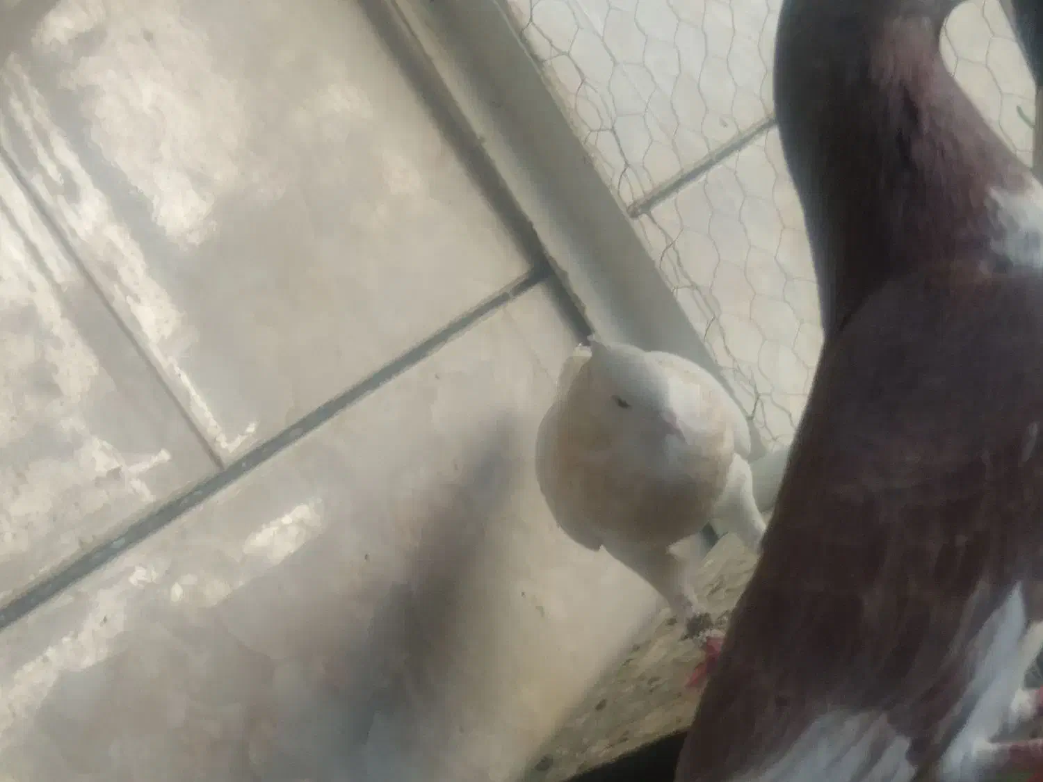 نر طوقی|پرنده|نجف‌آباد, رجایی شمالی|دیوار