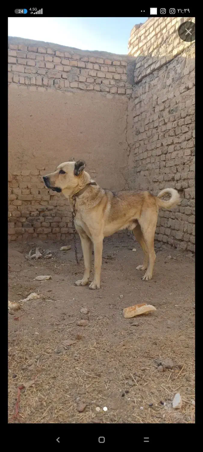 سگ نر سراب|سگ|اراک, |دیوار