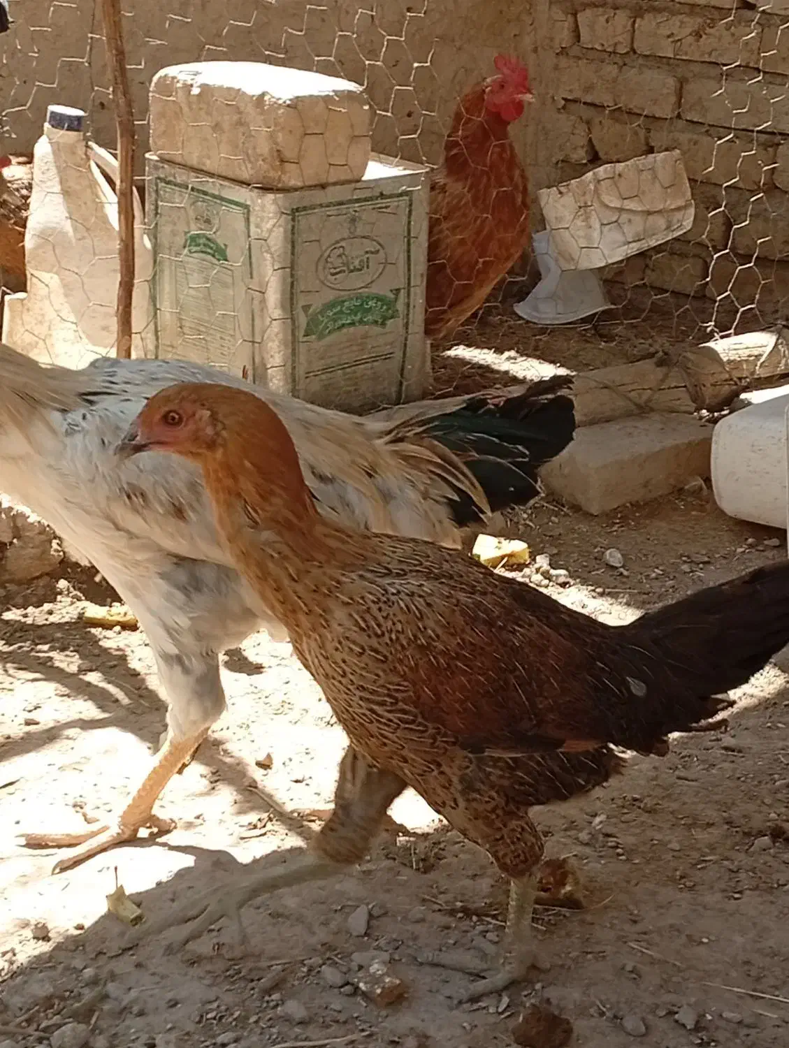 مرغ لاری 7 ماهه قلم سبز|حیوانات مزرعه|قیدار, |دیوار