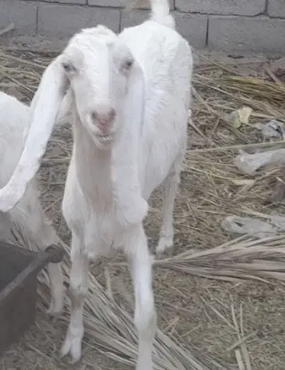 فروش بز رشتی|حیوانات مزرعه|گنبکی, |دیوار