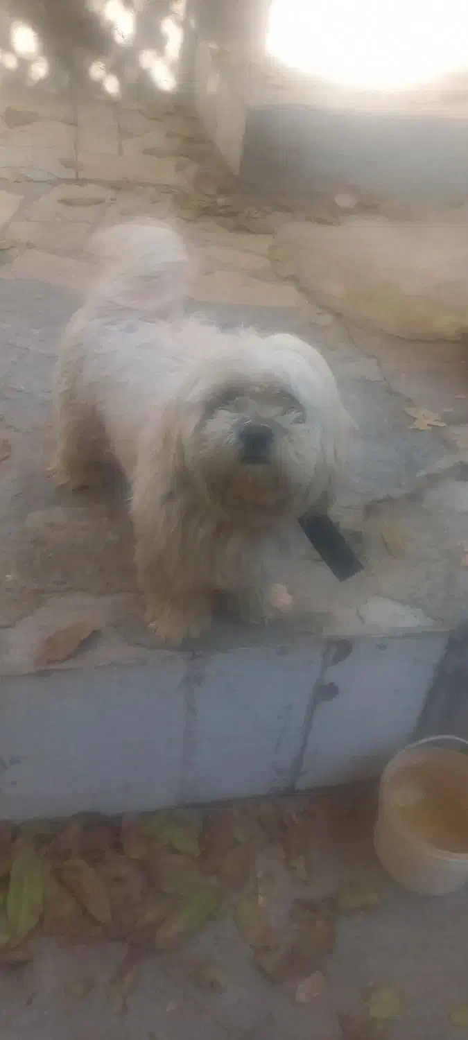 فروش سگ|سگ|فارسان, |دیوار