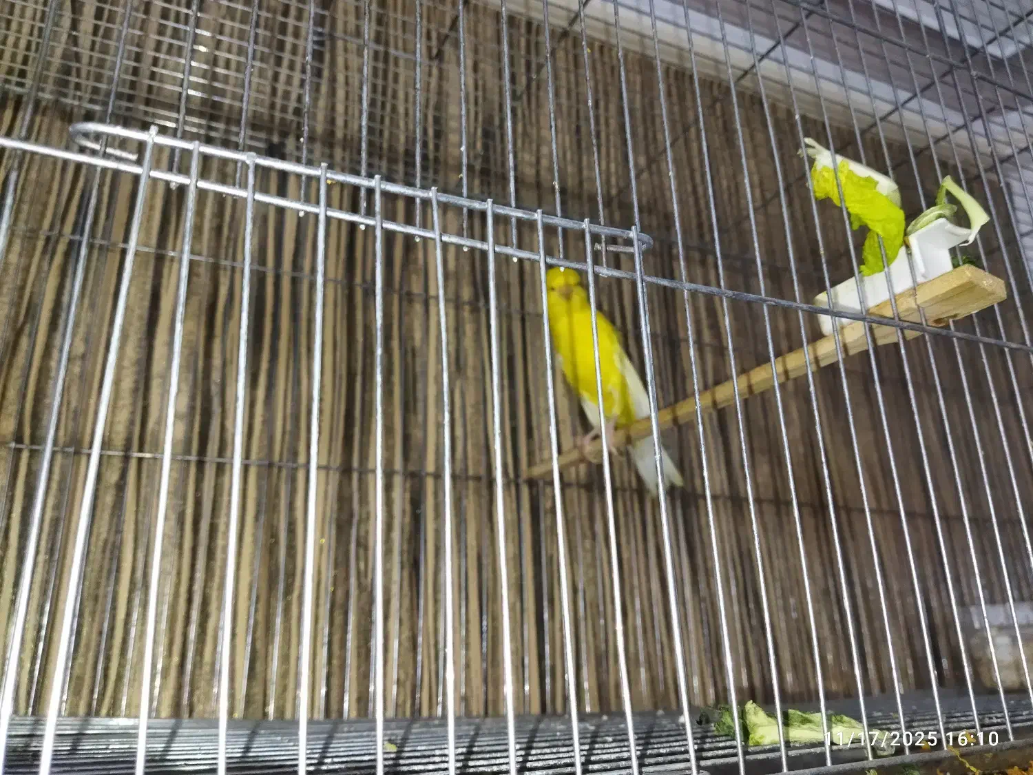 فروش یک جفت قناری|پرنده|همدان, |دیوار