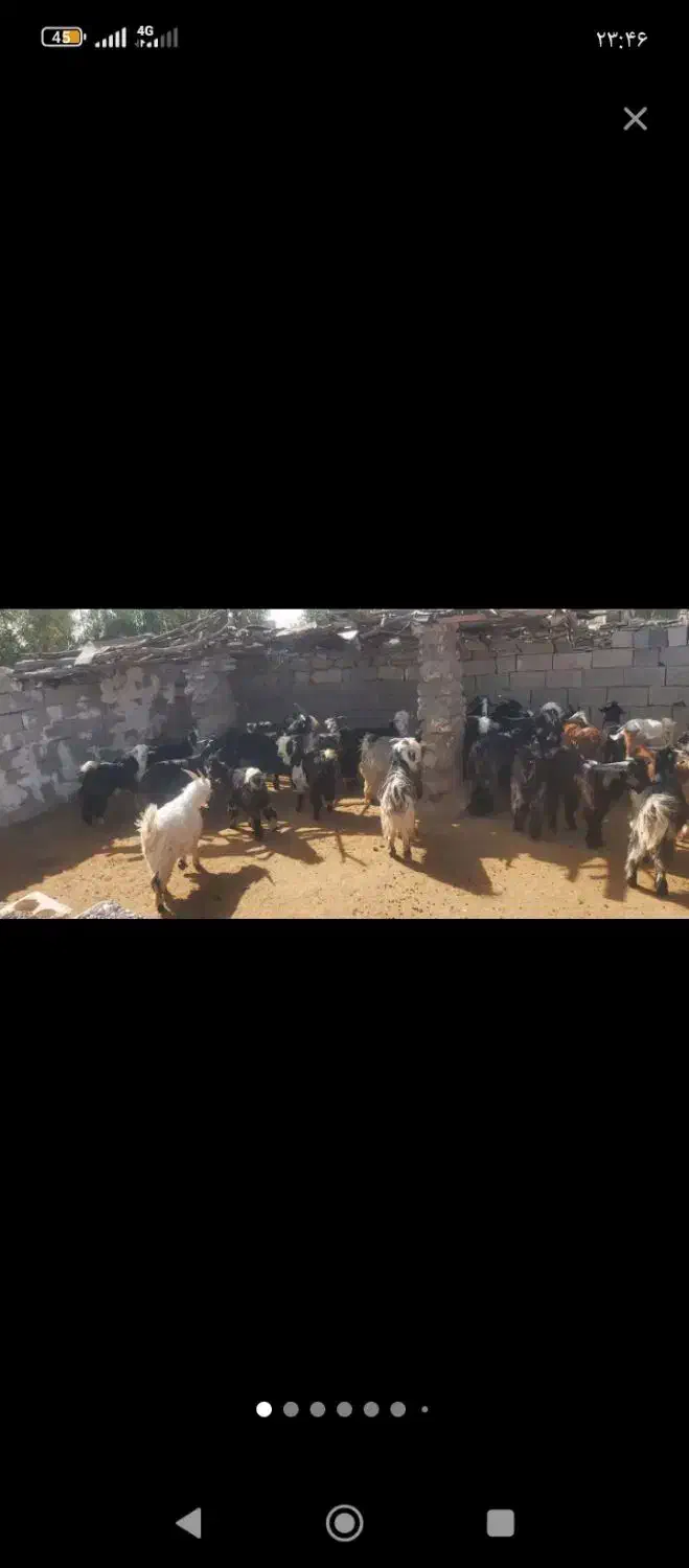 بزغاله بز|حیوانات مزرعه|شوشتر, |دیوار