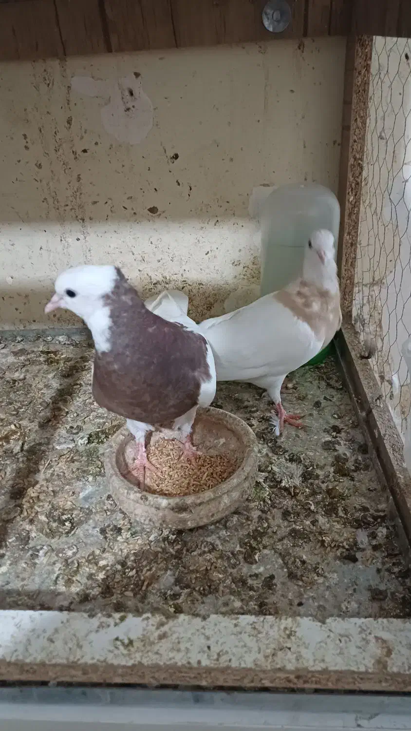 کبوتر کفتر|پرنده|نیشابور, هفده شهریور|دیوار