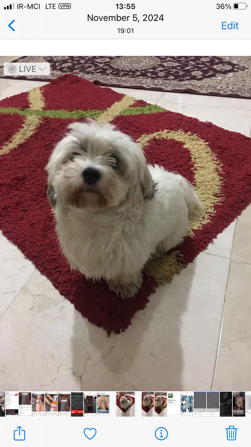 واگذاری|سگ|چالوس, |دیوار