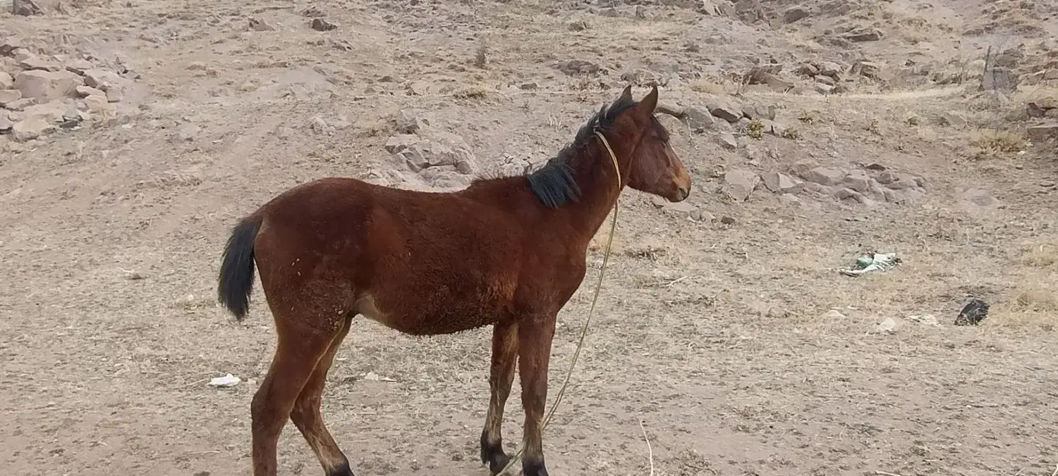 اسب نر ۱ساله|اسب و تجهیزات اسب‌سواری|ورزقان, |دیوار