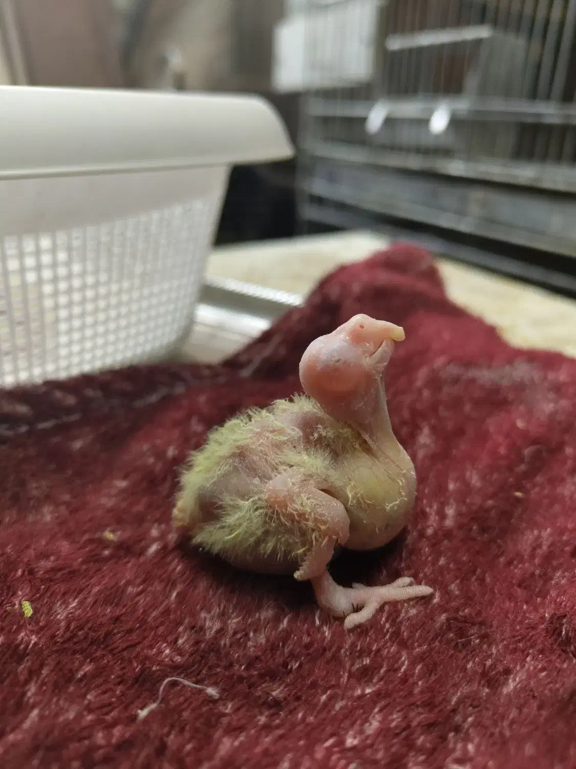 جوجه عروس هلندی|پرنده|تهران, خزانه|دیوار