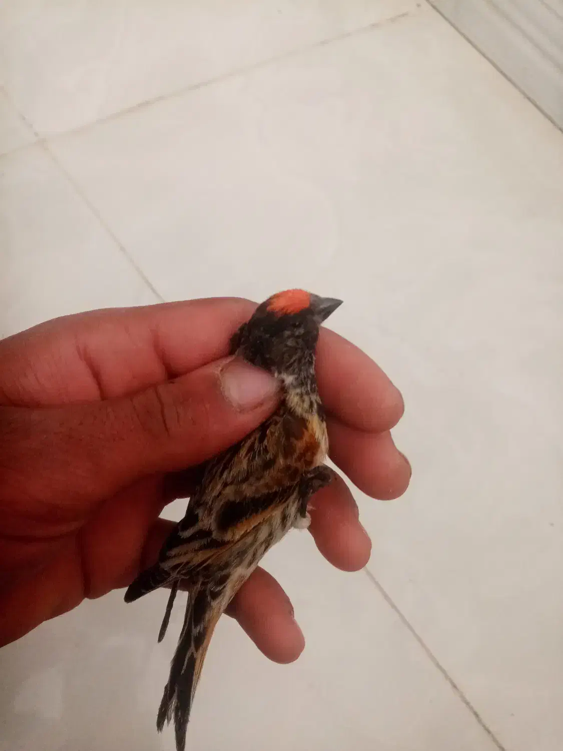 گلبسر قناری پرنده خوب|پرنده|شیراز, شهدای شهرک سعدی|دیوار