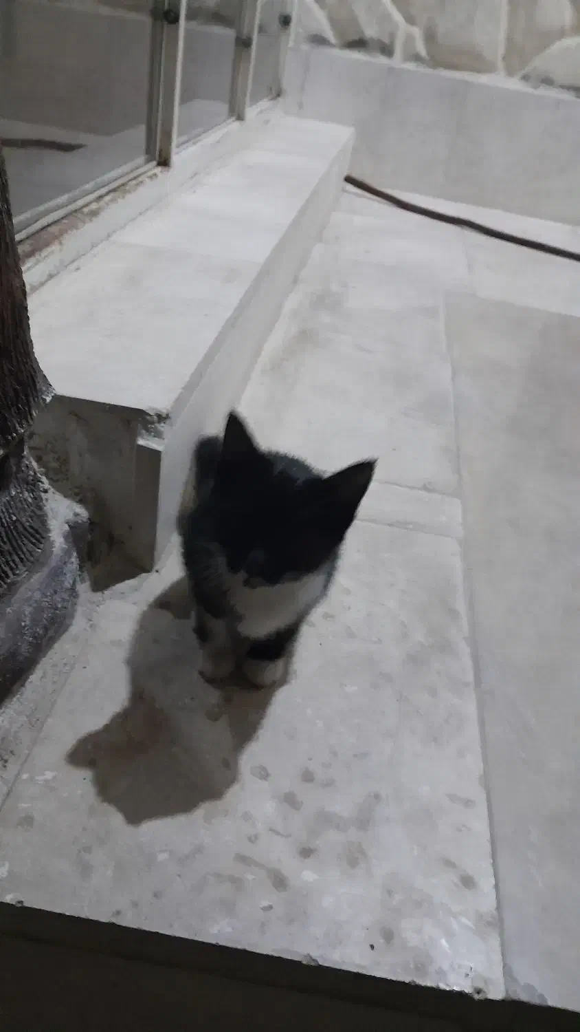 گربه|گربه|رودسر, |دیوار