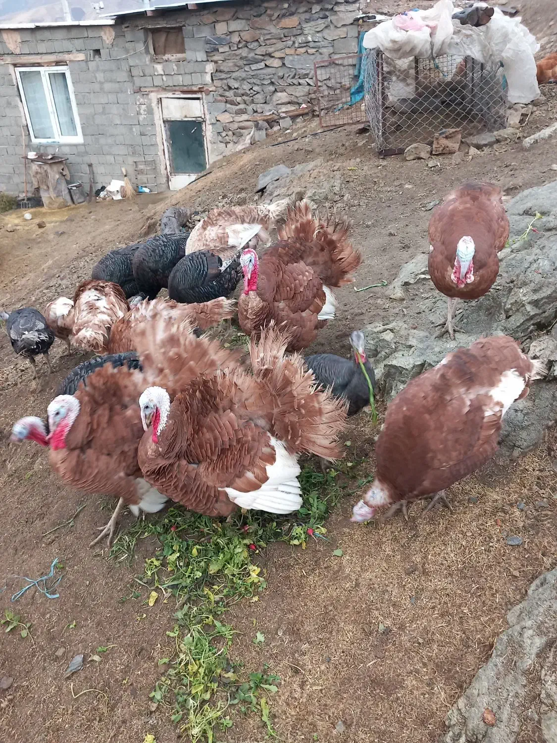 بوقلمون محلی|پرنده|سقز, |دیوار