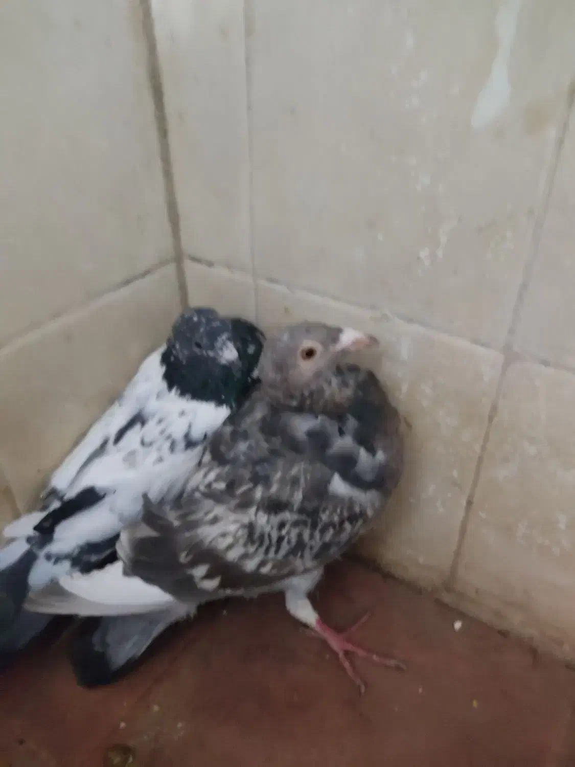 کبوتر|پرنده|سده (خراسان جنوبی), |دیوار