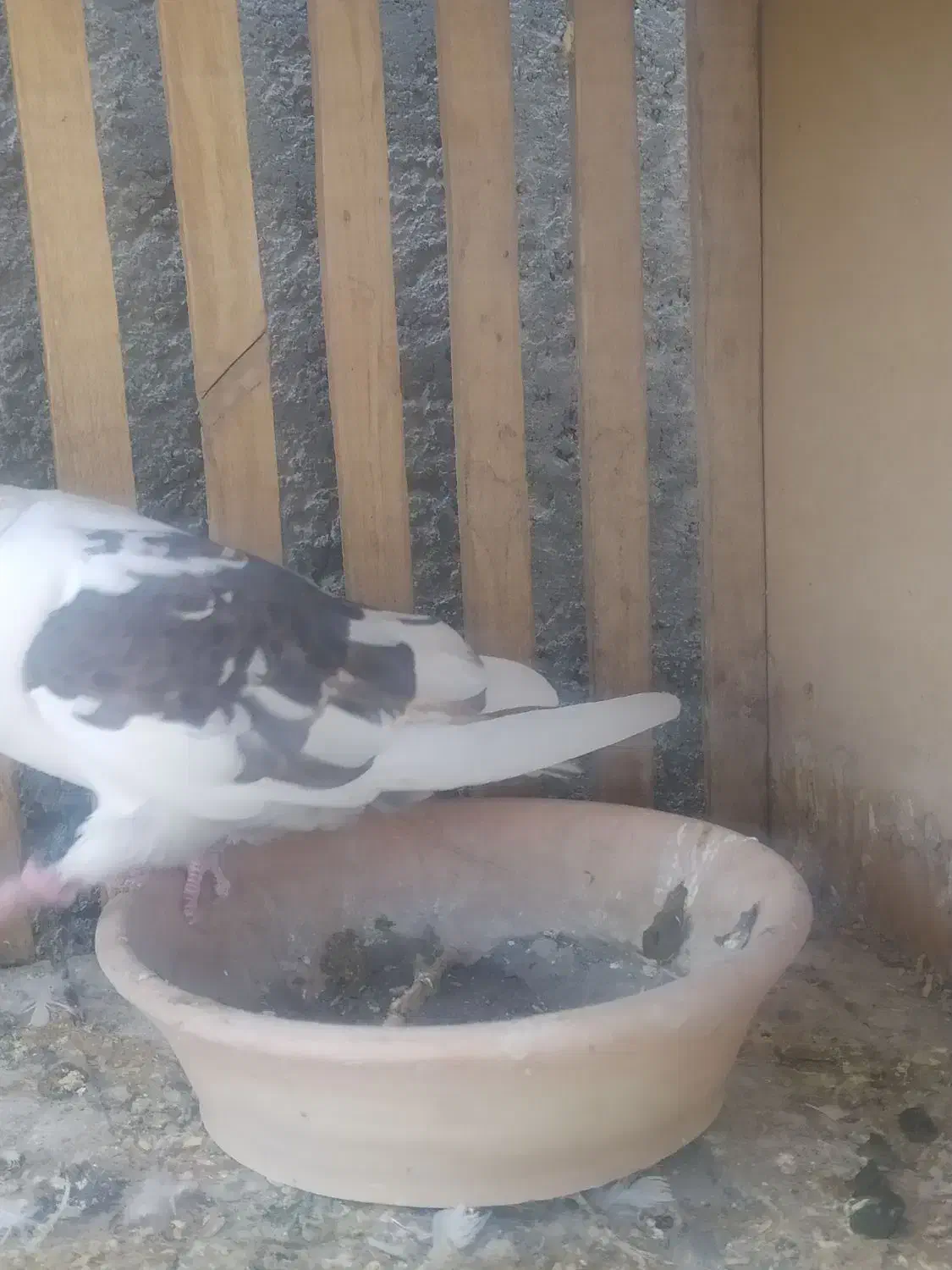 چندجفتکفتردرجهیکمخصوصجوجهگیری|پرنده|فلاورجان, |دیوار