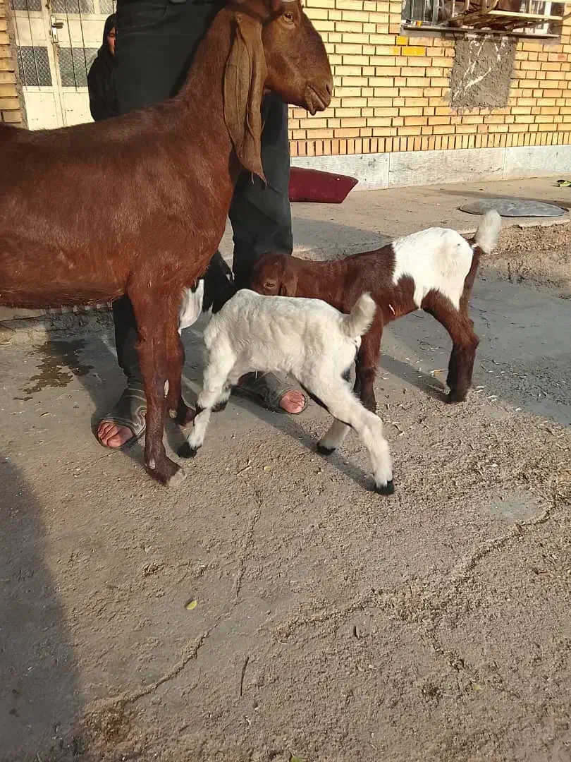 بز دقلوزا با دوبیگ نر ماده|حیوانات مزرعه|شوشتر, |دیوار