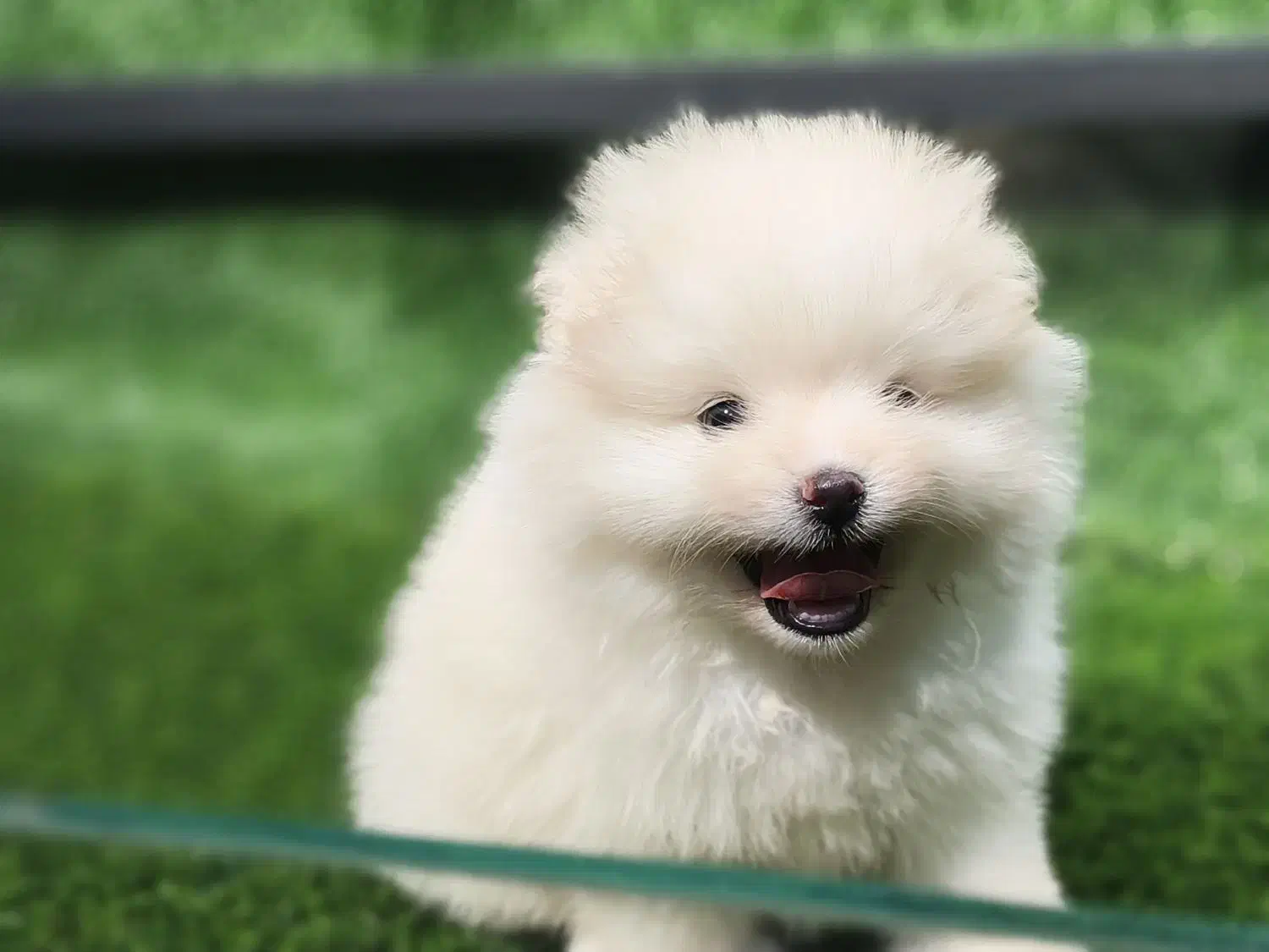 سگ پامرین خرسی روباهی عروسکی پودل|سگ|اصفهان, سیچان|دیوار