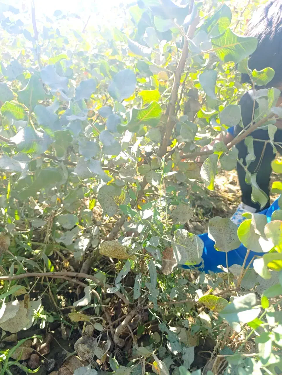 نهال های پربار با تنوع بالا با شهر نهال|خدمات باغبانی و درختکاری|مریوان, |دیوار