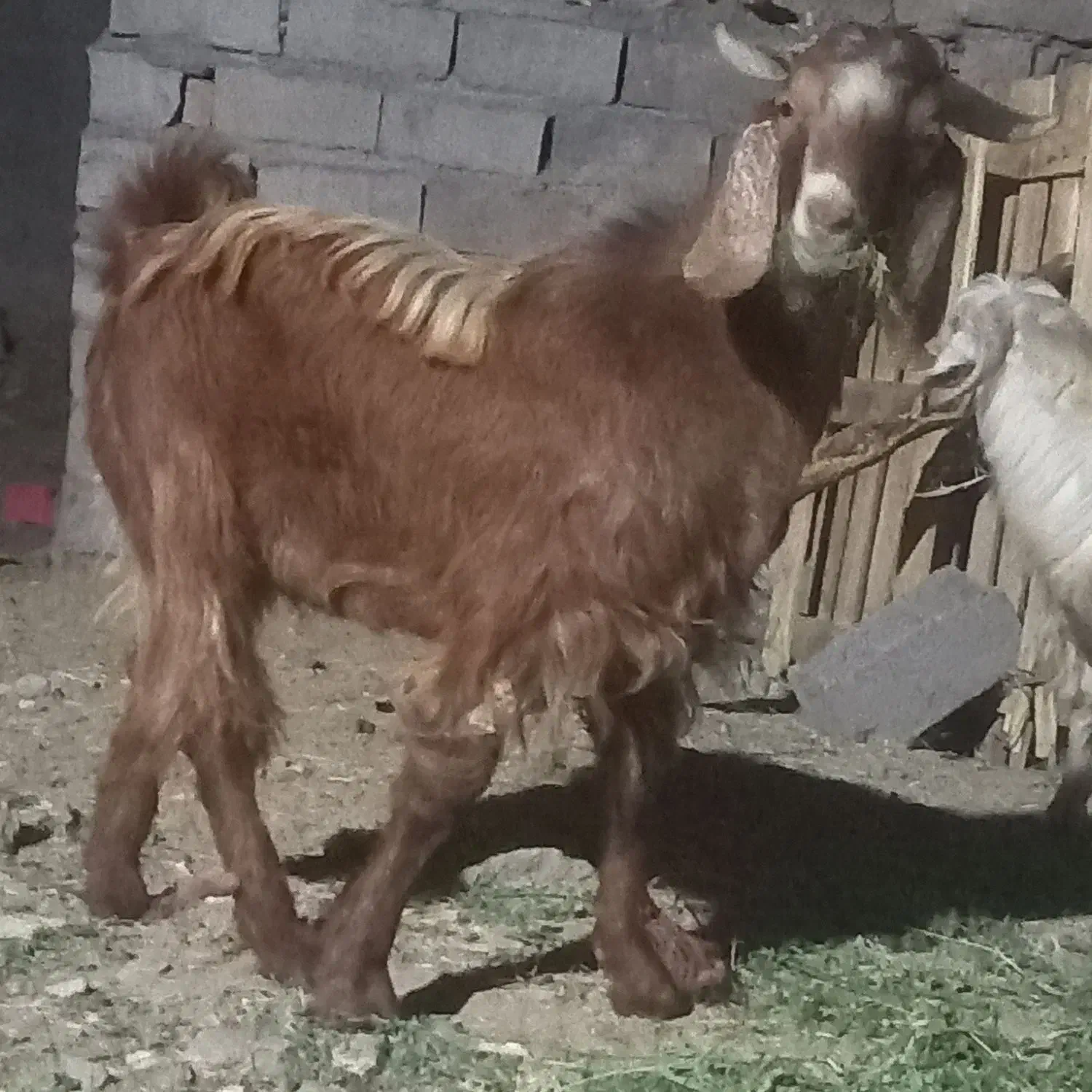 نری رشتی|حیوانات مزرعه|فهرج, |دیوار