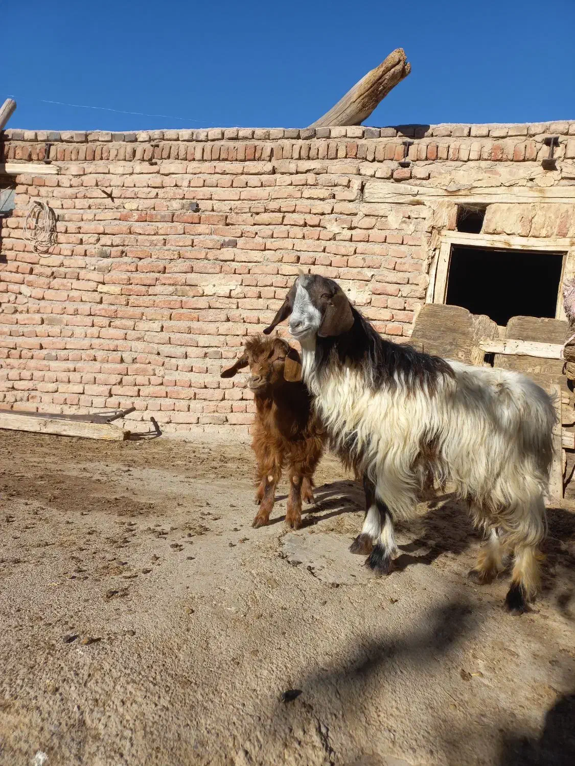 بزنر جوان|حیوانات مزرعه|تبریز, |دیوار