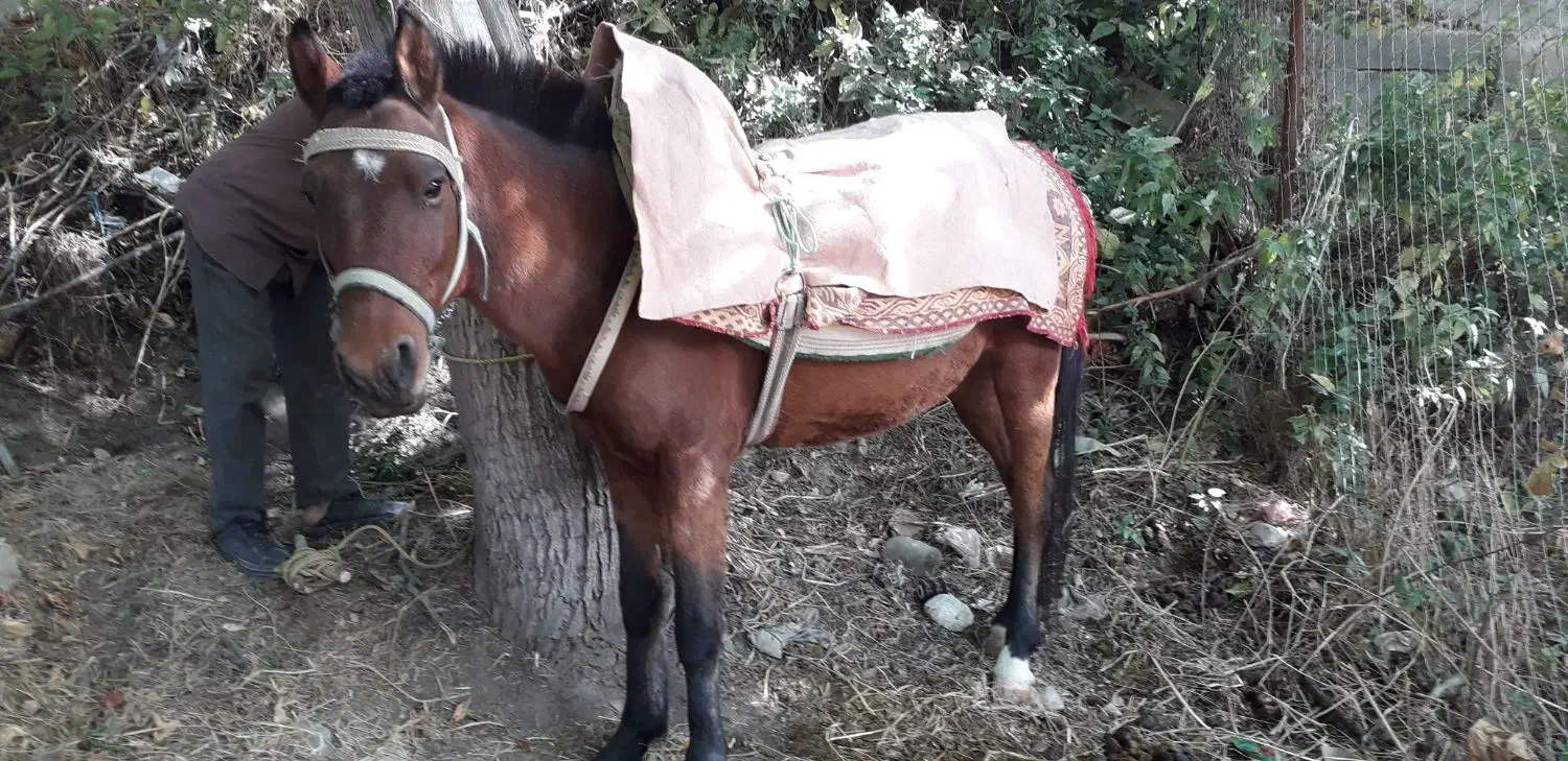 اسب نر در قزوین|اسب و تجهیزات اسب‌سواری|آبیک, |دیوار