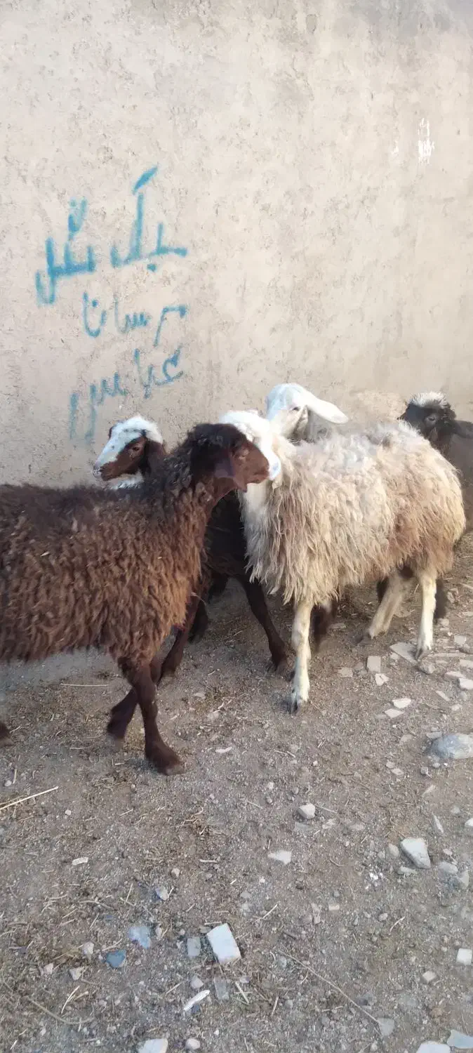 گوسفند. بره ماده نازار|حیوانات مزرعه|بروجرد, |دیوار