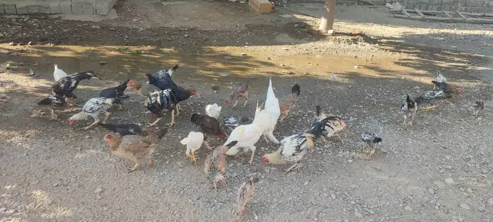 فروش مرغ های محلی منوجان.|حیوانات مزرعه|منوجان, |دیوار