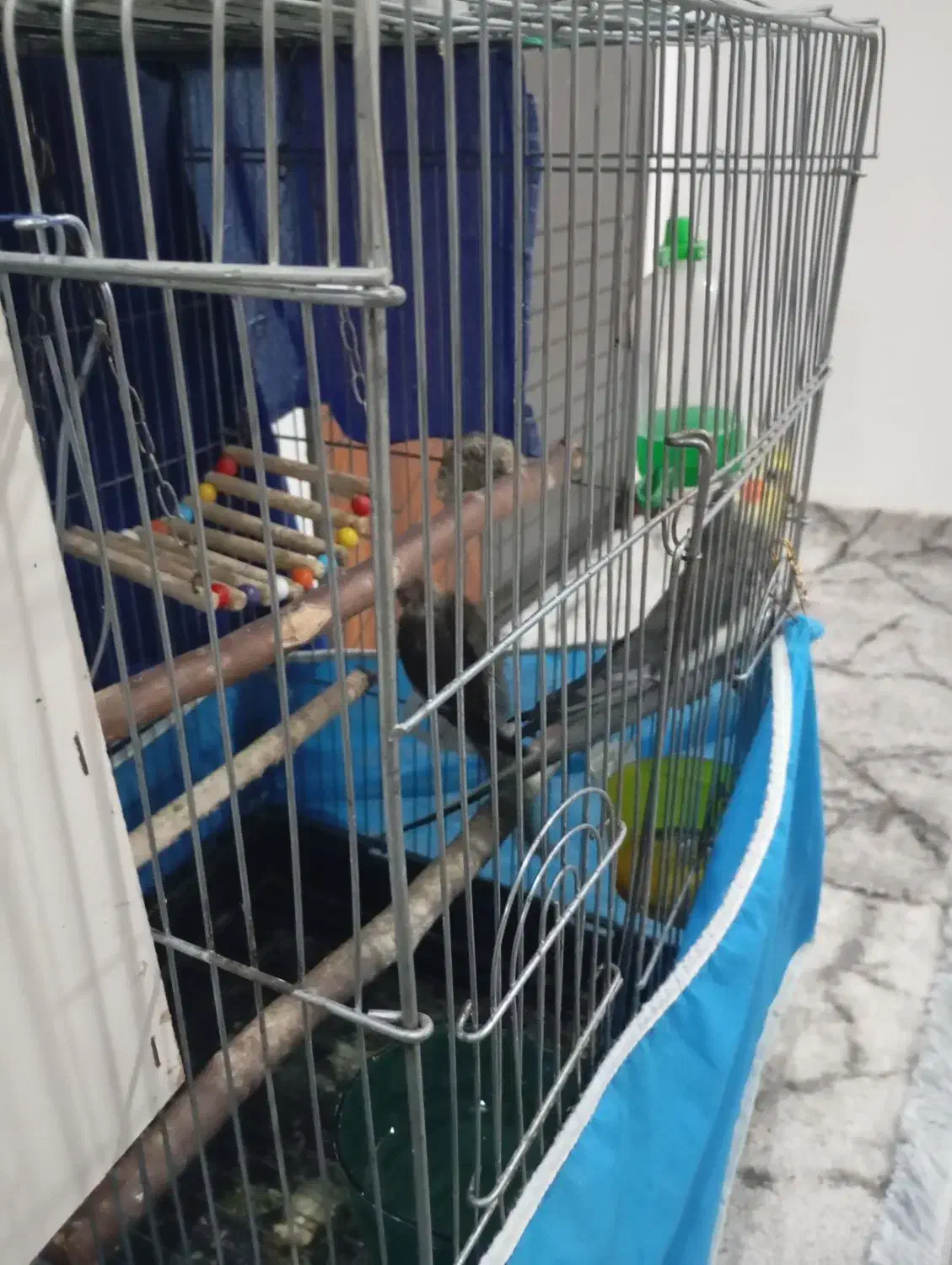 یک جفت عروس|پرنده|قم, شاه سید علی|دیوار