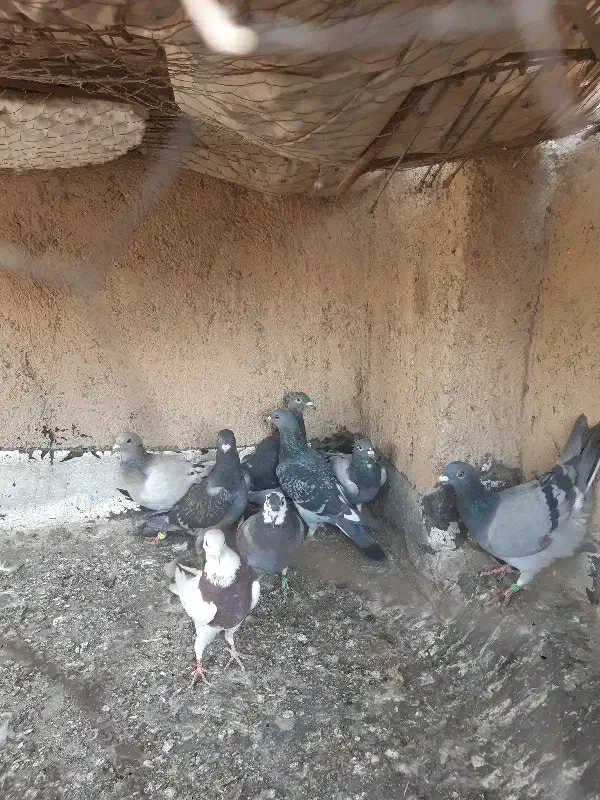 جوجه پلاکی|پرنده|همدان, |دیوار