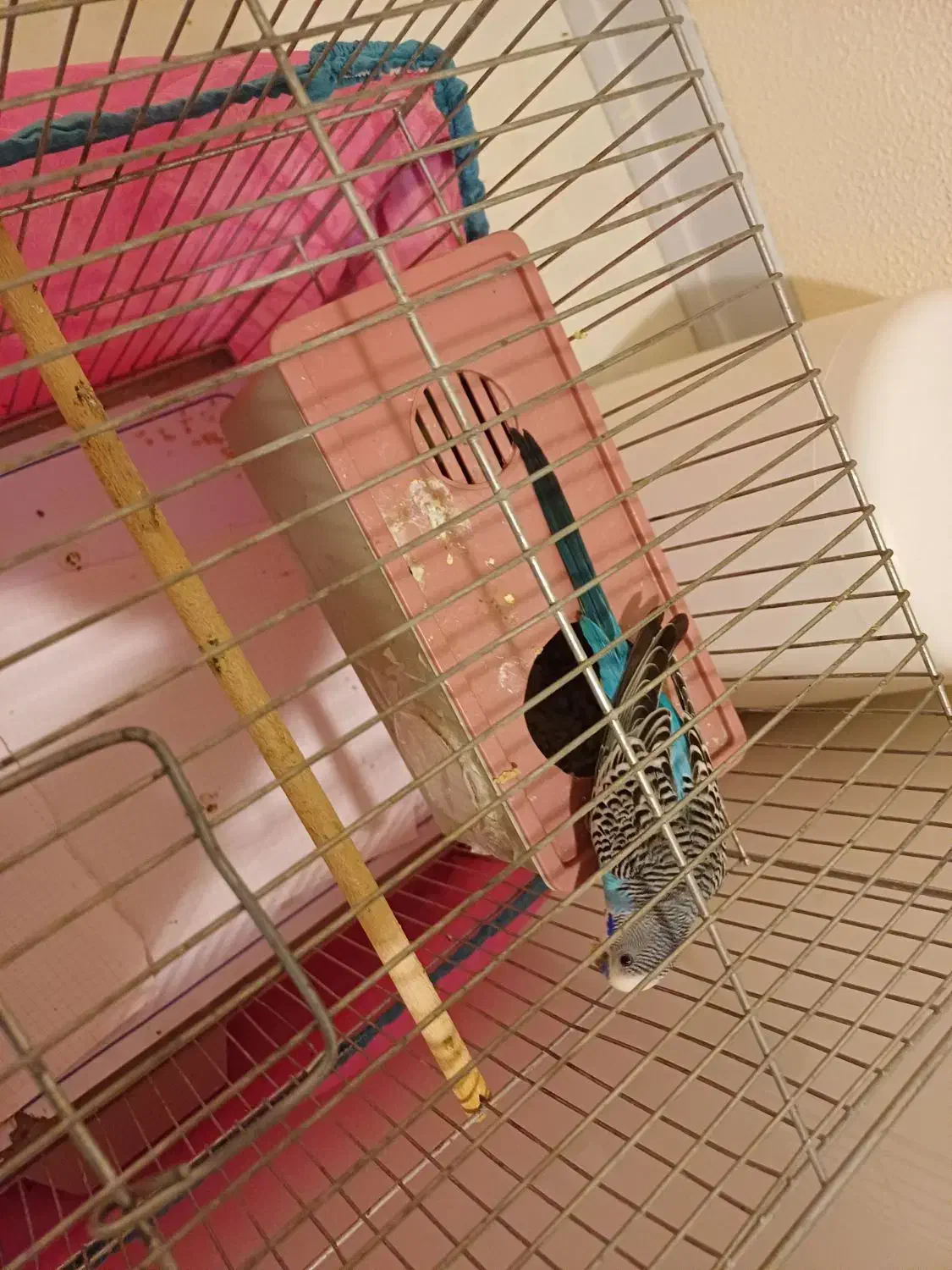 طوطی مرغ عشق جفت|پرنده|شاهین‌شهر, حافظ جنوبی|دیوار