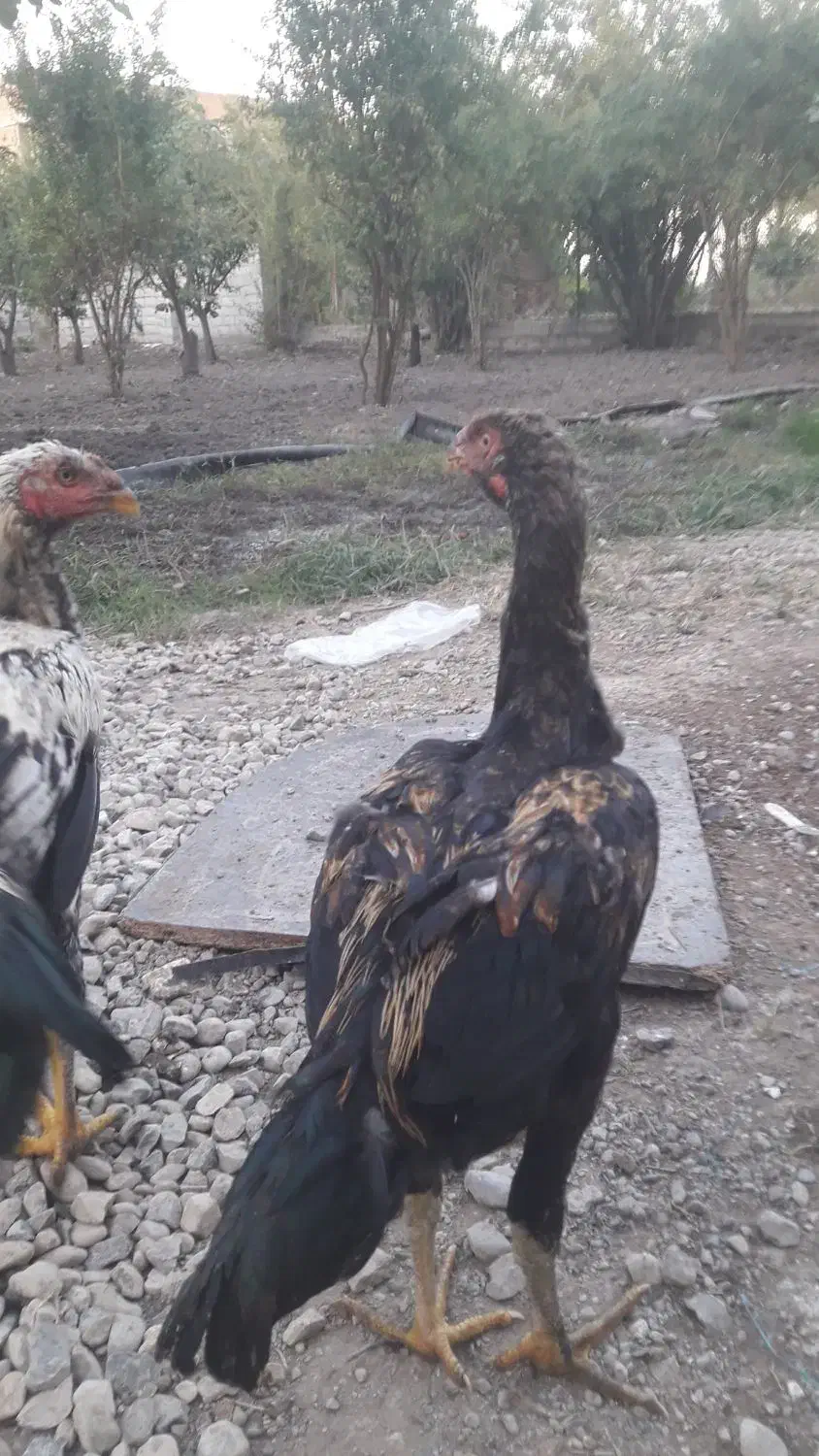 فر وش خروس لاری|حیوانات مزرعه|گرگان, |دیوار