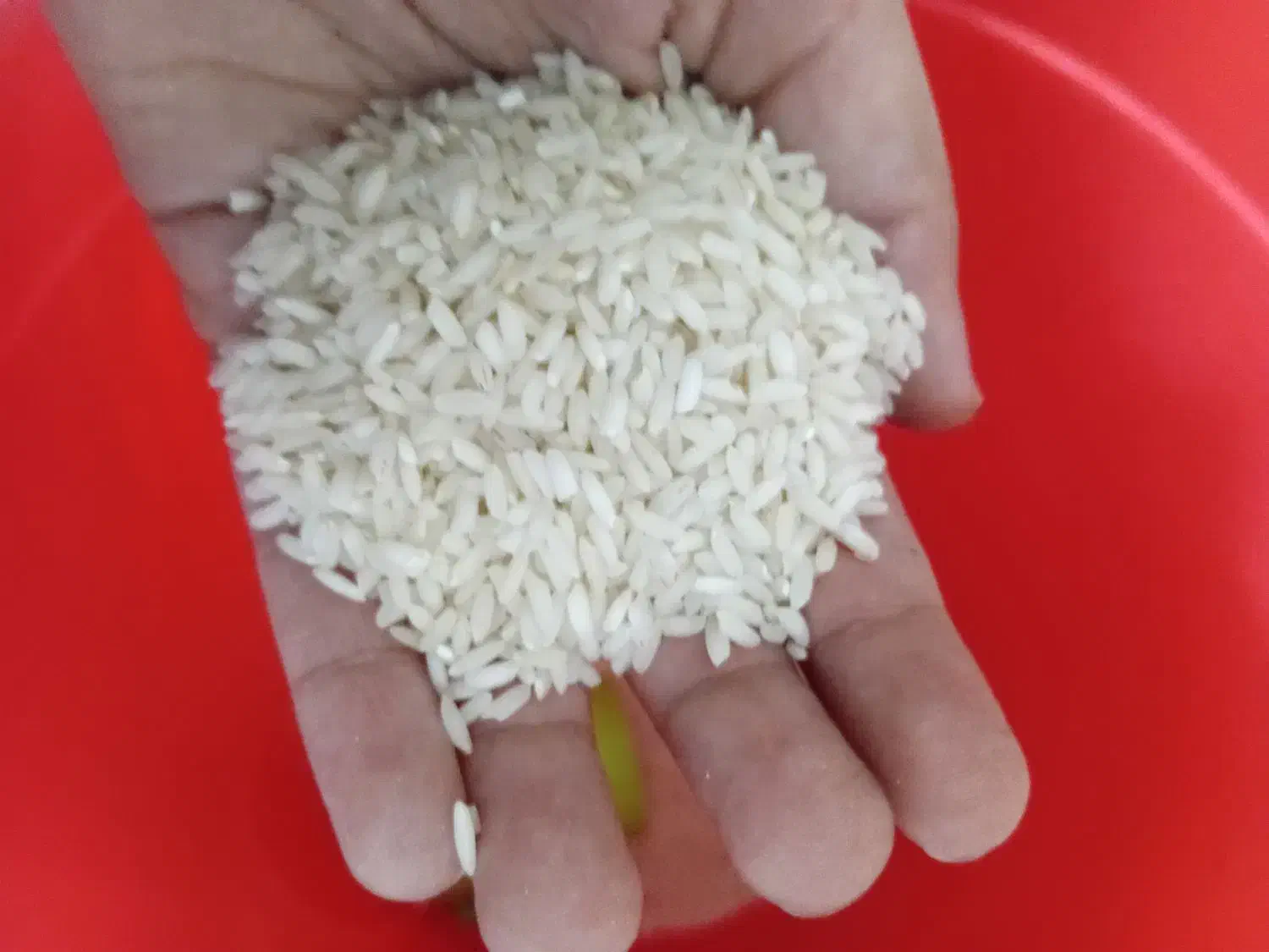 برنج عنبردرجه یک دارم|خوردنی و آشامیدنی|شوشتر, |دیوار