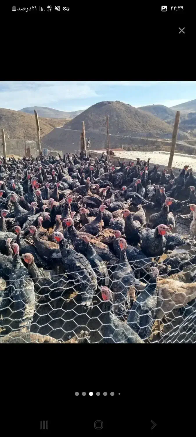 فروش بوقلمون|حیوانات مزرعه|شوط, |دیوار