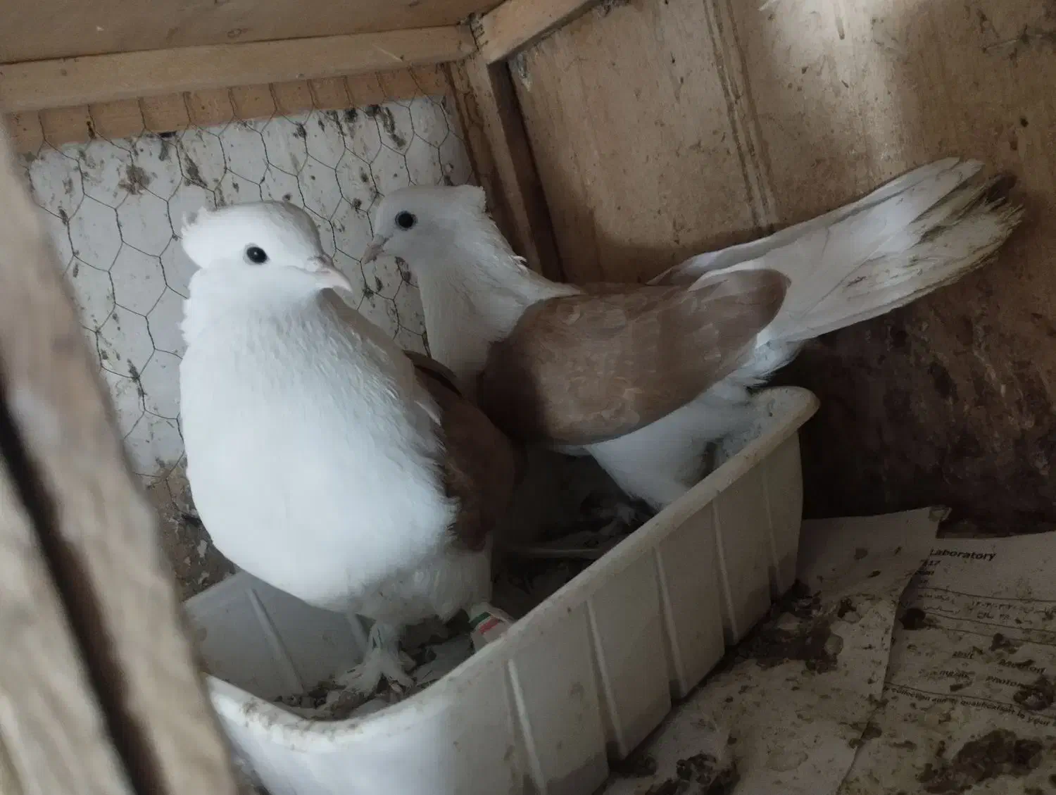 دو عدد کبوتر جفت|پرنده|قرچک, مهدیه|دیوار