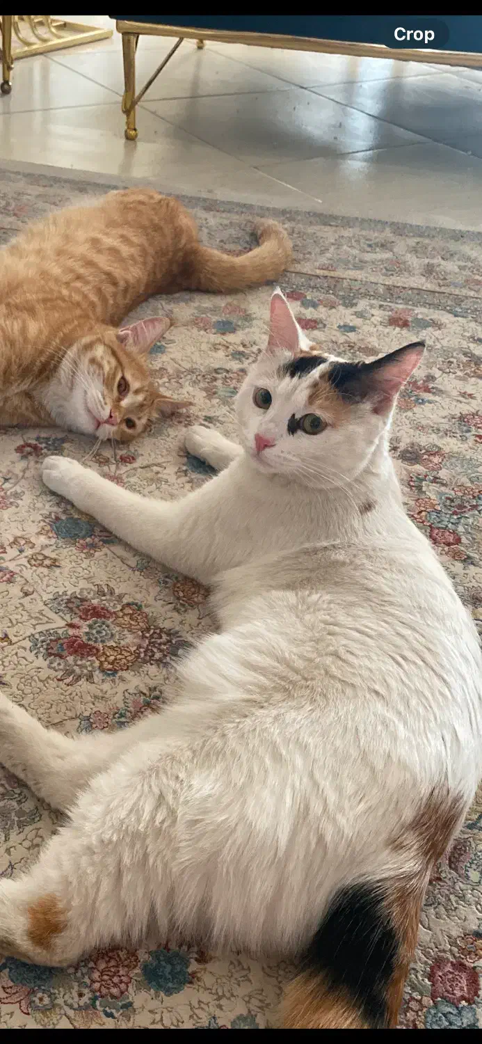 واگذاری گربه|گربه|کرمان, |دیوار