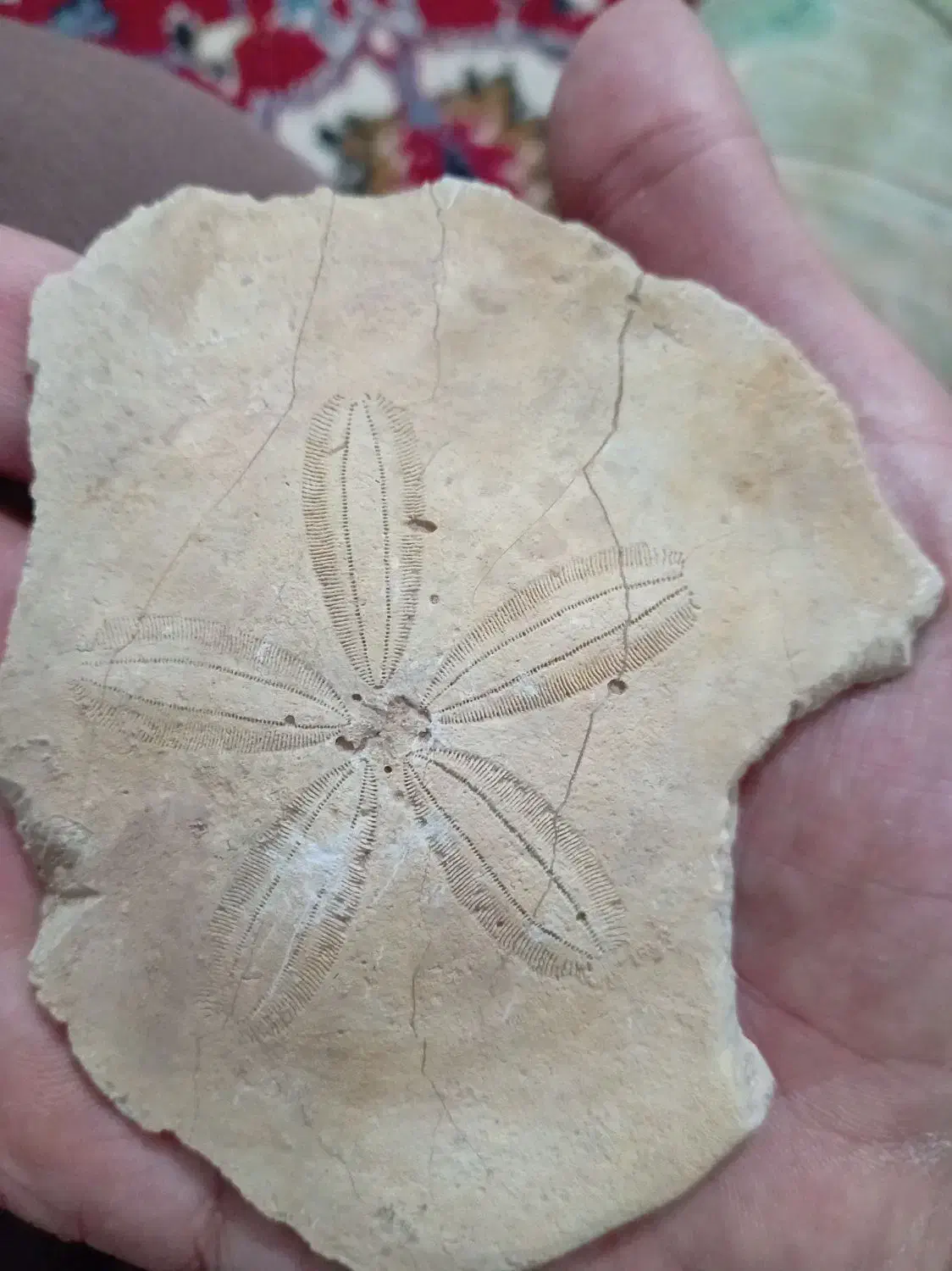 فسیل|کلکسیون اشیاء عتیقه|آران و بیدگل, |دیوار