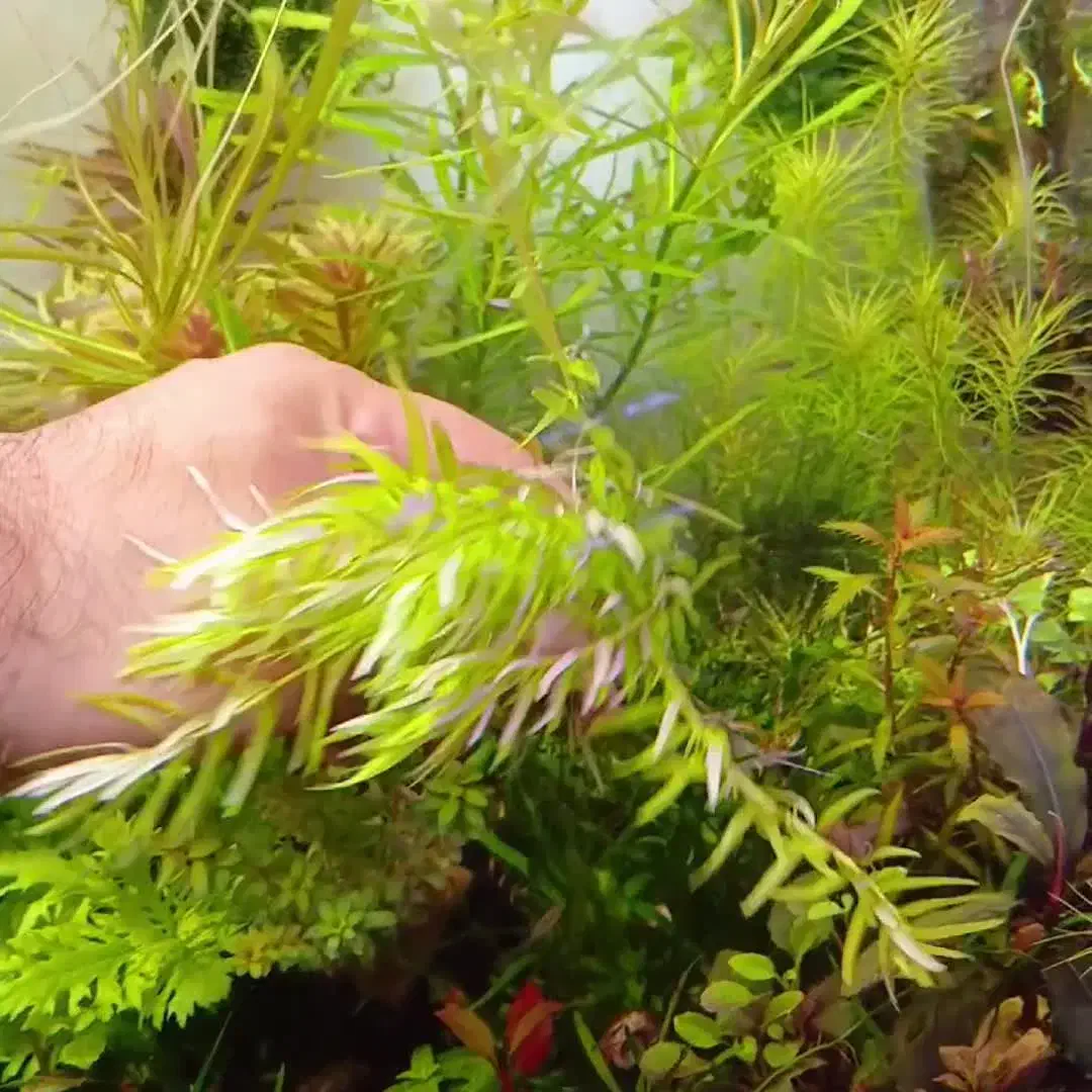 روتلا|ماهی|شیراز, احمدآباد|دیوار