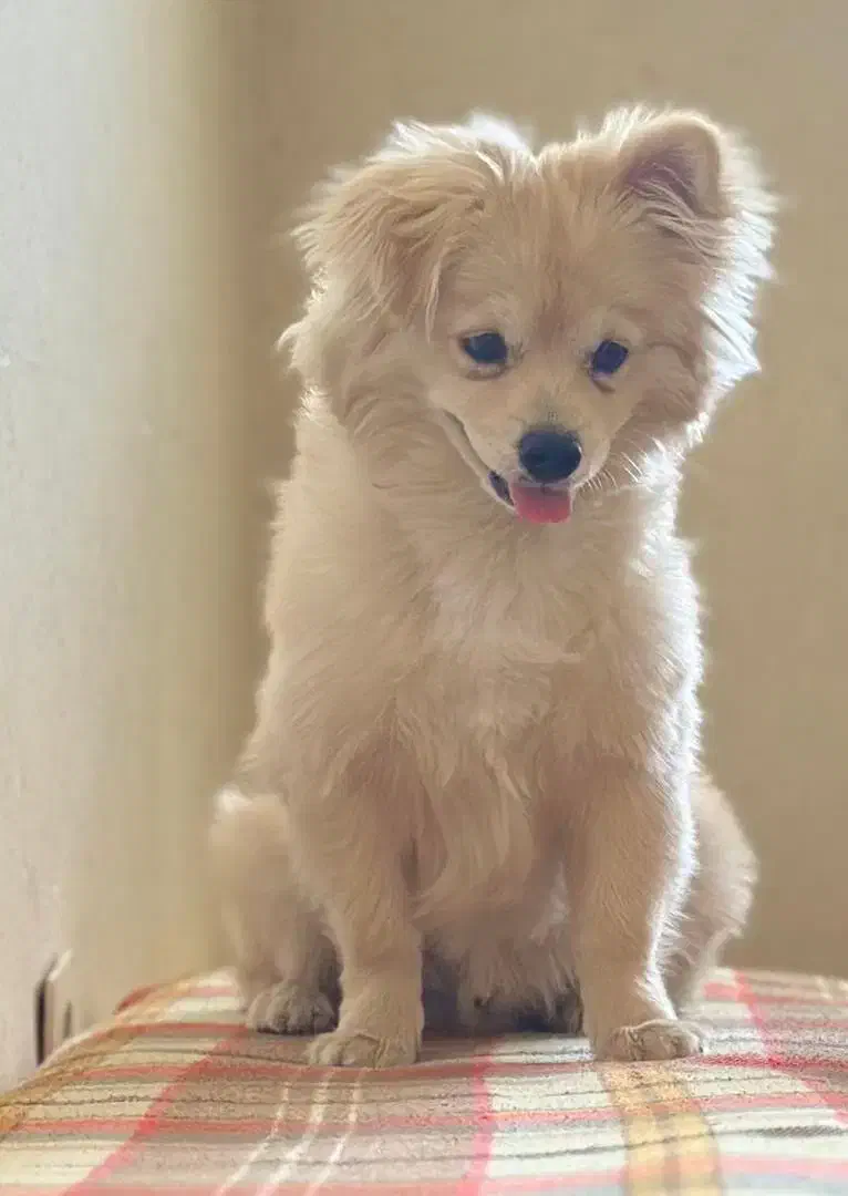 واگذاری سگ|سگ|یاسوج, |دیوار