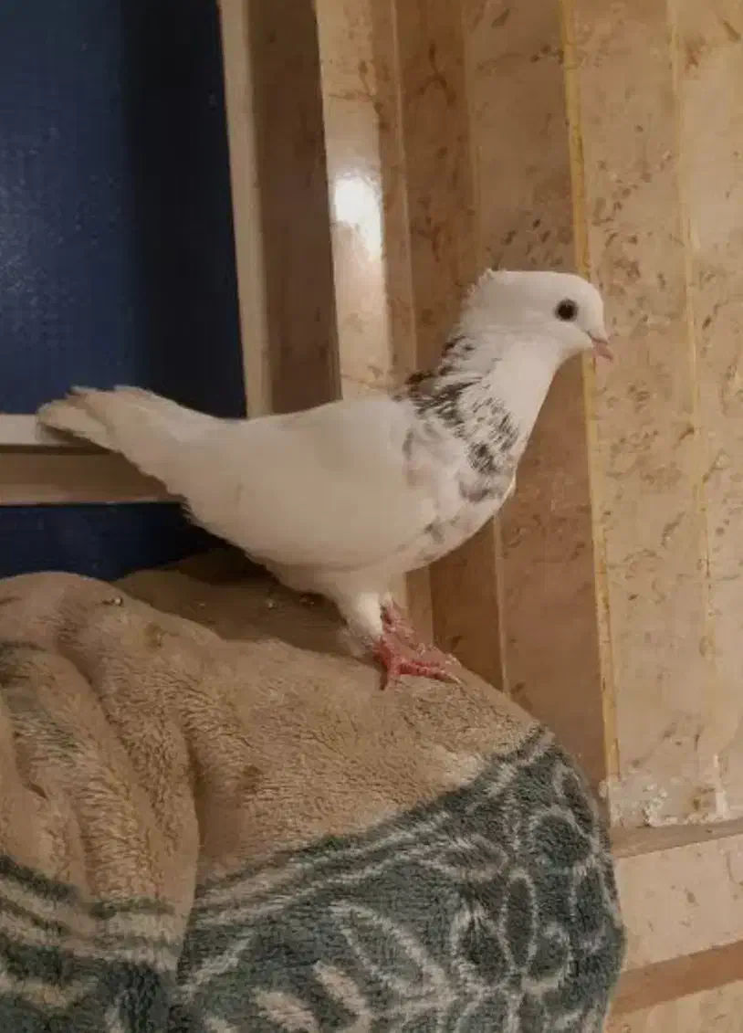 گمشده ایزی|حیوانات|سبزوار, ایزی شهر|دیوار