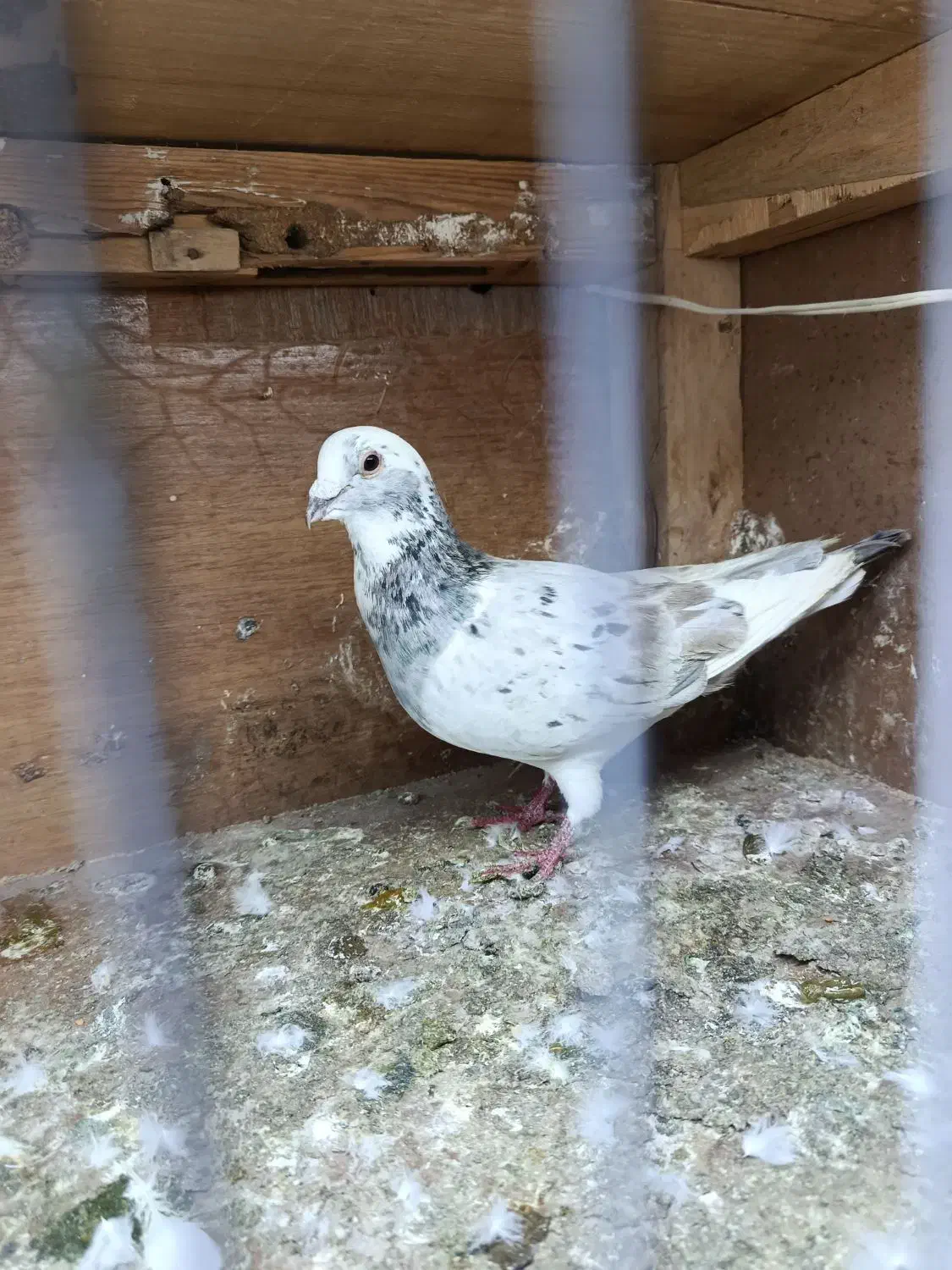 کبوتر|پرنده|مشهد, کارمندان دوم|دیوار