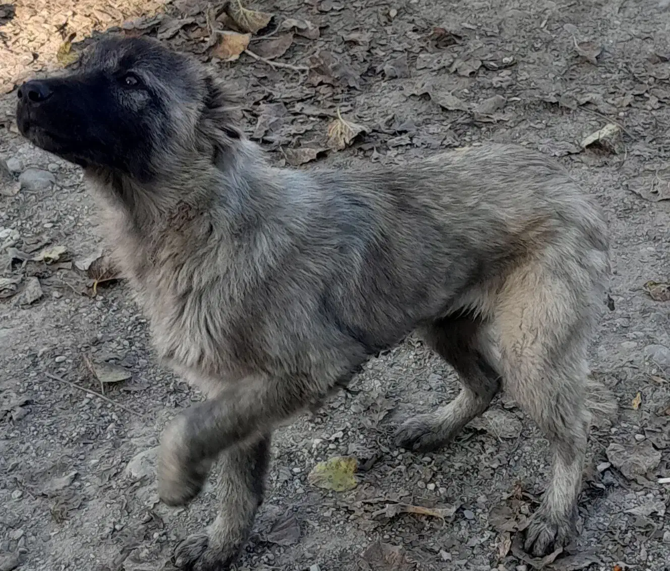 واگذاری سگ|سگ|پارسآباد, |دیوار