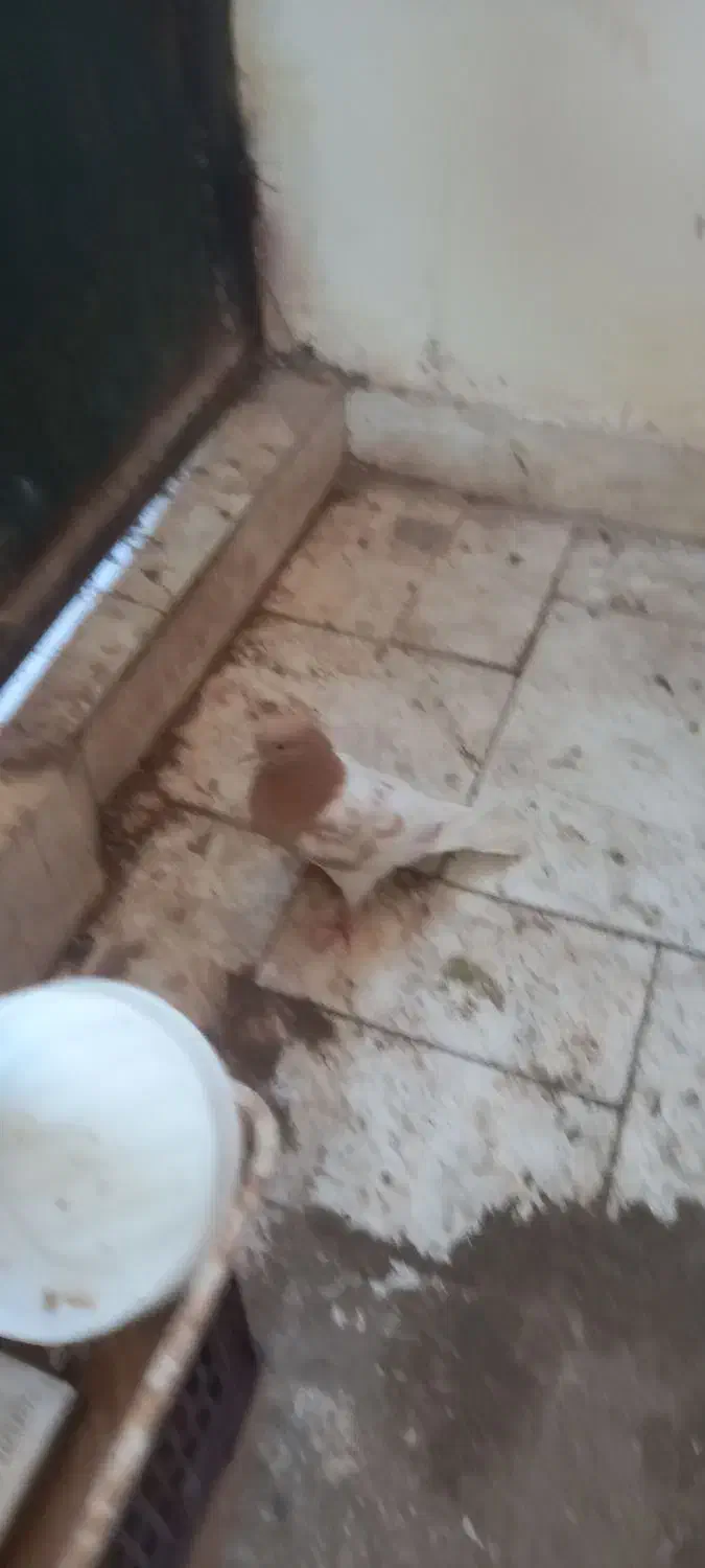 کله زرد|پرنده|اسفراین, |دیوار