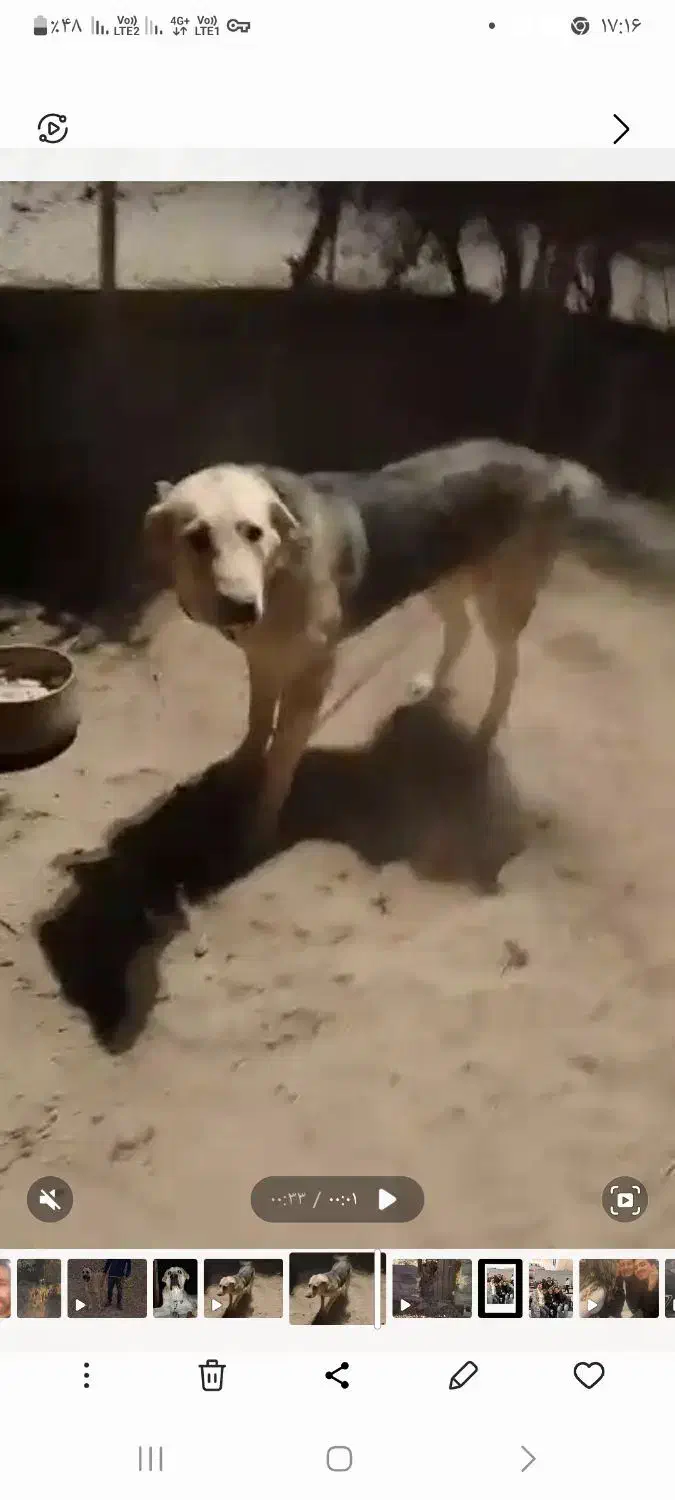 توله پژدر ماده ۸ ماهه|سگ|ورامین, خیر آباد|دیوار