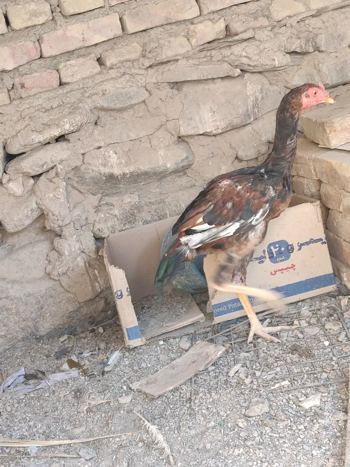 خروس جوانه|حیوانات مزرعه|سراوان, |دیوار