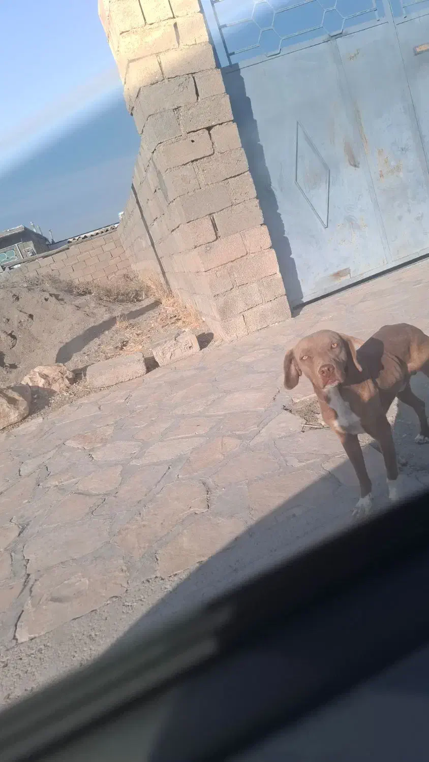 سگ پیتبول|سگ|بیستون, |دیوار