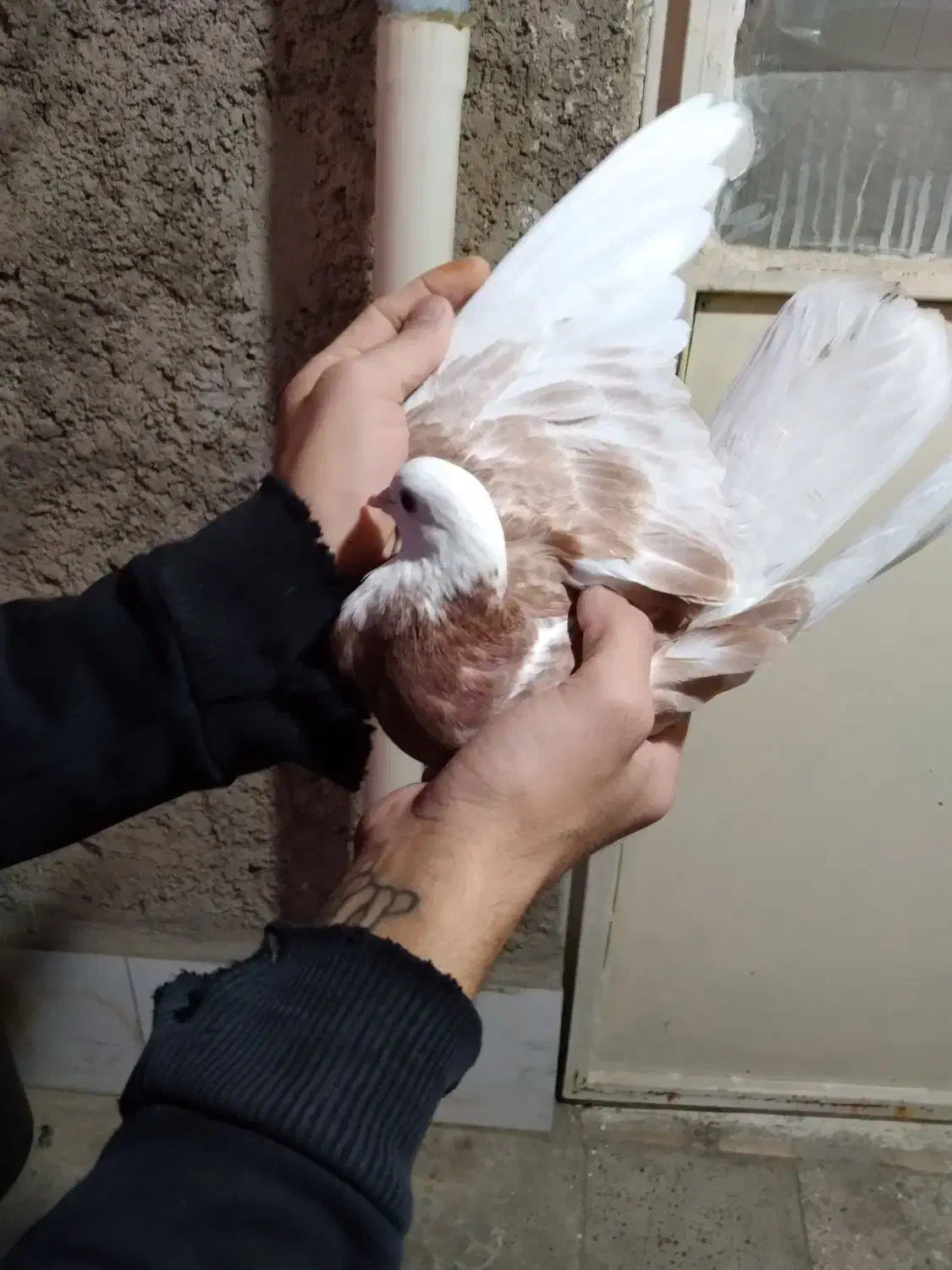 کفتر جوجه گرفتنی ۳۰۰ یه  دوکت شهرستانی|پرنده|پاکدشت, پاکدشت (مامازند)|دیوار