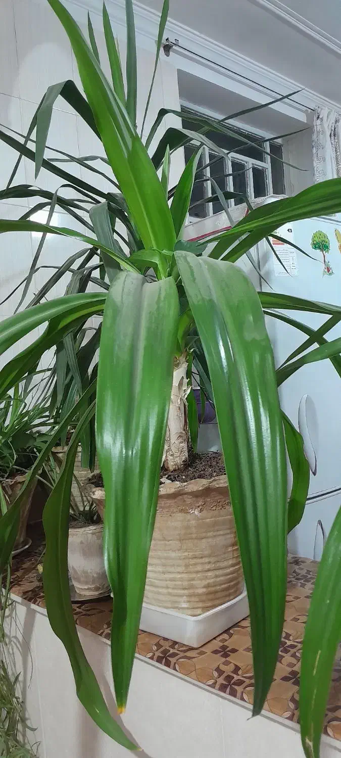 گلدان های زیبا|گل و گیاه طبیعی|حمیدیا, |دیوار