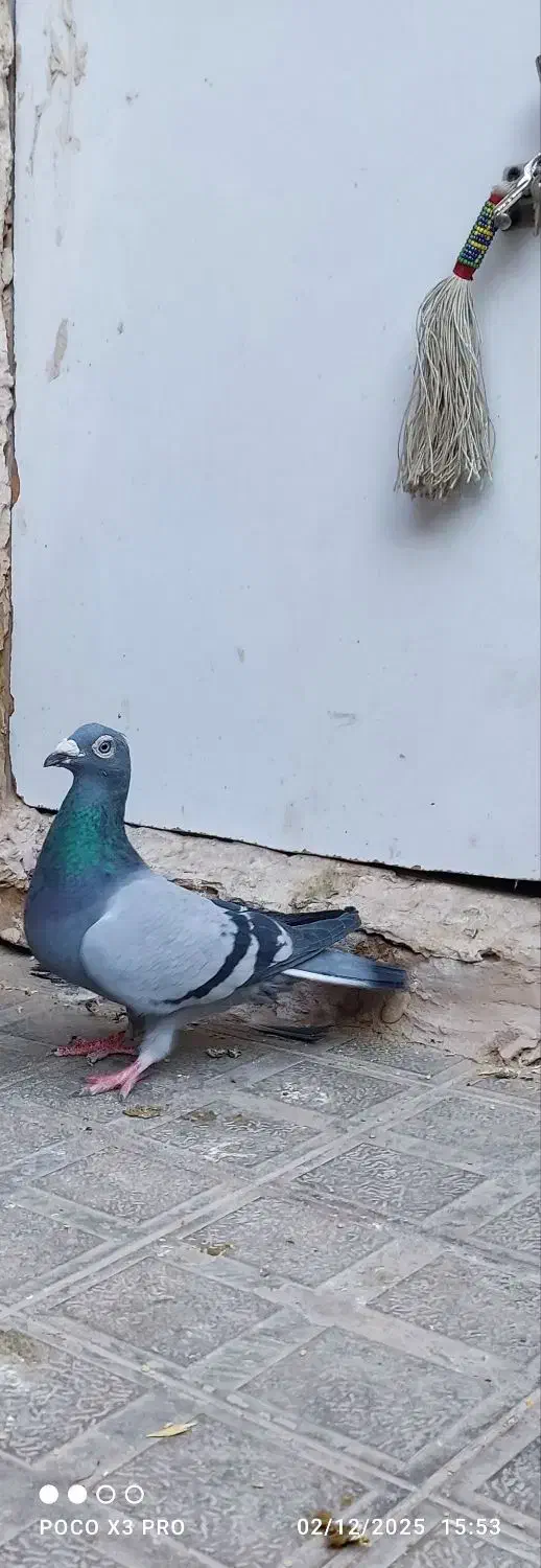 سبز|پرنده|تایباد, |دیوار